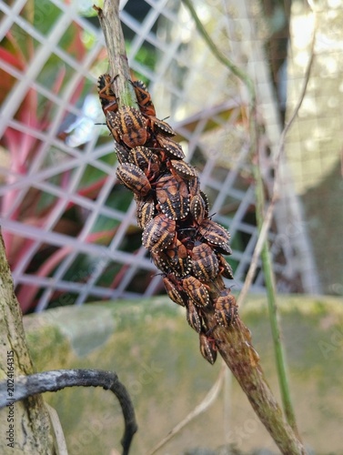Cyclopelta obscura, a species of shield bug often found clinging to tree branches.