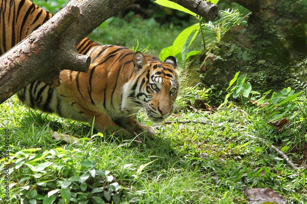 Obraz premium Side view of a sumatran tiger lying in the grass while stalking prey during the day