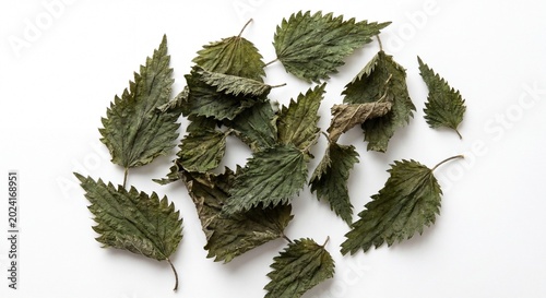 A collection of dried stinging nettle leaves isolated on a clean and bright white studio background.