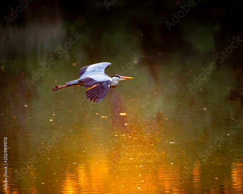 Bild auf Leinwand Grey Heron Flying Low Over Water at Sunset