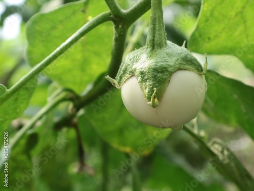 Close-up shot of a fresh, young white round eggplant (brinjal) growing on its stem with green leaves in the garden, isolated on a blurry natural background