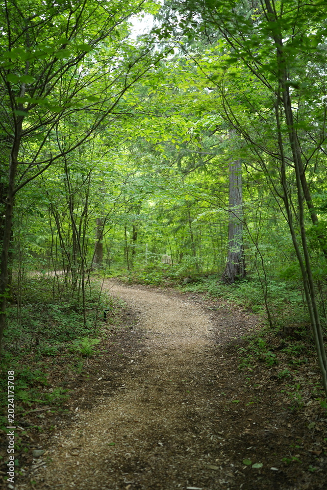 Fototapeta premium Dappled sunlight filters through tall green trees. Leafy canopy frames a narrow forest trail. Muddy path winds deeper into serene woodland. Birds chirp softly among the branches overhead