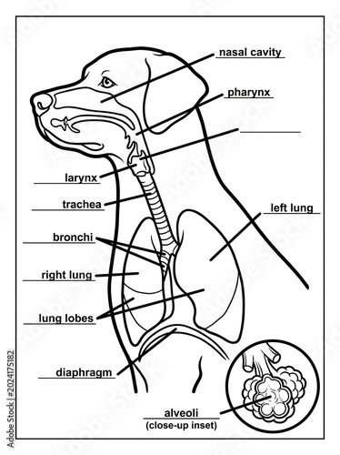 Doog Xray