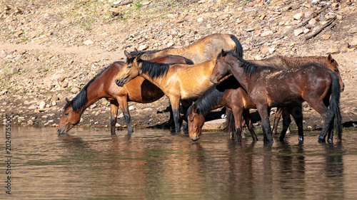 Bild auf Leinwand Herd of wild horses drinking at Black Canyon Lake in the Apache Sitgreaves Natio