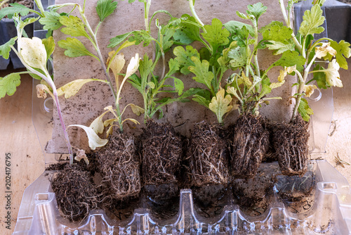 Young chrysanthemum plant with root system ready for postal delivery and transport packaging