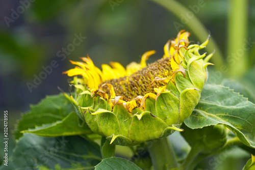 Bild auf Leinwand Sunflower head tilted sideways reveals bright yellow ray petals curling away as the central disk swells with forming seeds