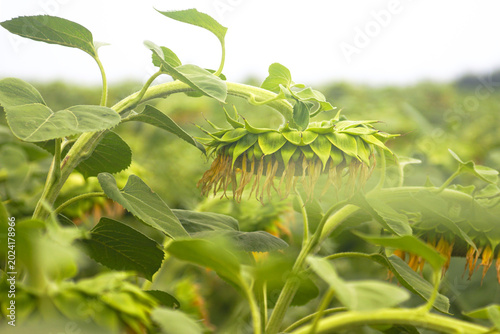 Canvastavla Wilting sunflower head droops heavily on its stem against blurred green field