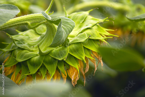 Fotografie Drooping sunflower head with intricate layered green bracts and wilting golden petals