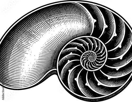 Cross-section of a nautilus shell revealing its internal structure. Features a logarithmic spiral, segmented chambers, and precise geometric patterns. Rendered in black and white illustration style.