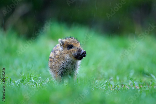 Wild boar piglet in the rain