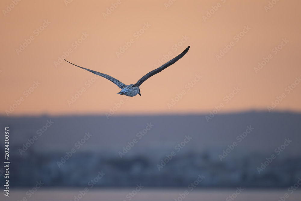 Naklejka premium A gull soars through warm evening light. Soft gradients and gentle tones create a serene and atmospheric flight scene.