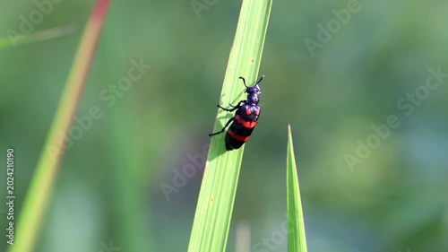 Macro shot of a bright black and red Poisonous Blister Beetle, Mylabris pustulata