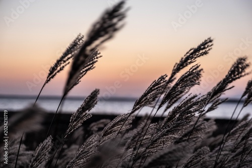 Quadro su tela Wistful autumn reeds swaying gently against a soft, pale twilight