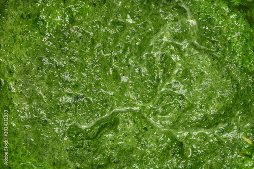 A detailed macro shot showing the thick and creamy texture of blended green spinach puree as a background