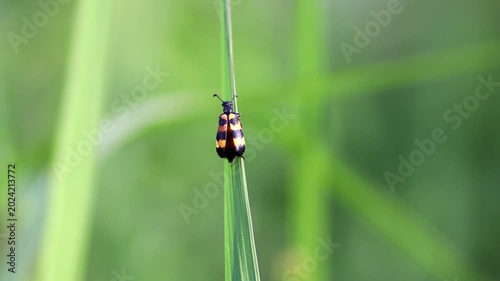 Macro shot of Blister Beetle, Hycleus rouxi