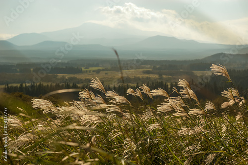 Photos Silver Eulalia Grass Swaying in the Wind with Panoramic View of Jeju Hallasan Mo