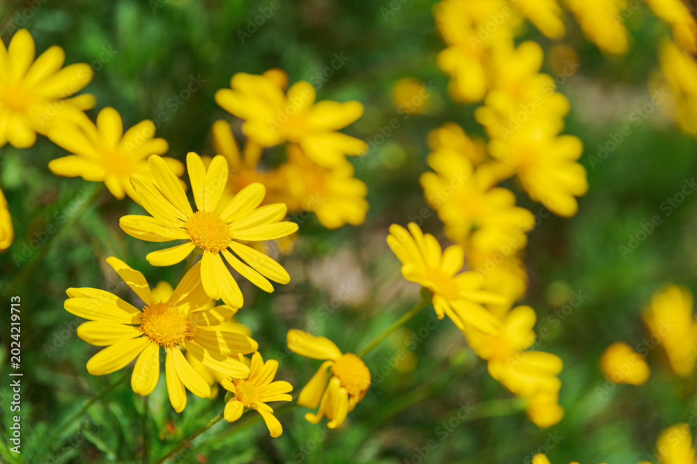 Obraz premium Beautiful daisy-like bright yellow flowers on nature background