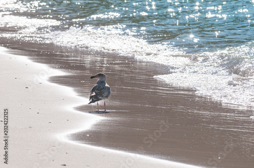 Bahia y ciudad de La Paz Baja california Sur. MEXICO, mañana soleada de vacaciones de verano. ave marina paseando solitaria en la playa EL TECOLOTE