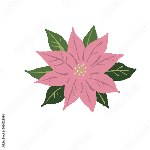 Photos Single poinsettia flower pink isolated botanical illustration for Christmas tran
