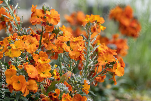 Fotografie Orange wallflower (Erysimum cheiri) blooming in a spring garden