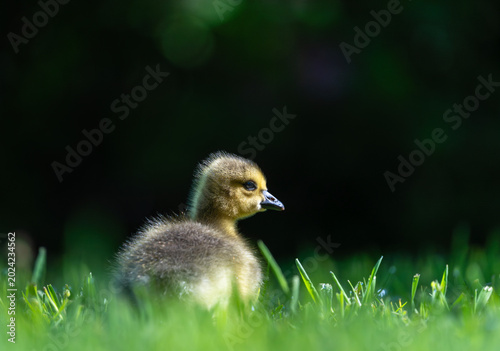 Foto Young gosling in side profile among sunlit grass against a dark green background