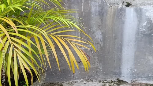 Yellow palm plant against grey stone wall, suitable for nature backgrounds, interior design concepts, botanical themes, or wellness content.