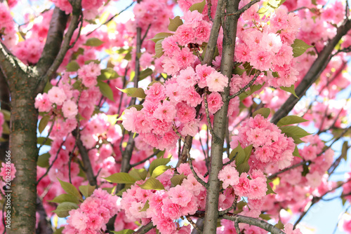 Delicate pink sakura flowers close-up. Close-up of lush pink cherry blossoms (sakura) on a blurred garden background. Spring flowering of an ornamental tree under sunlight. Concept of spring, nature