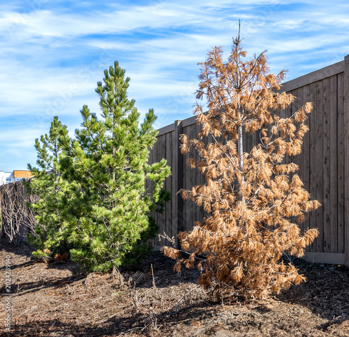 Landscaping failure — a newly planted pine tree died after the winter season