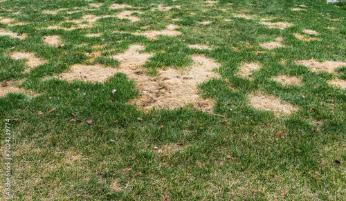 Lawn damagr by dog urine