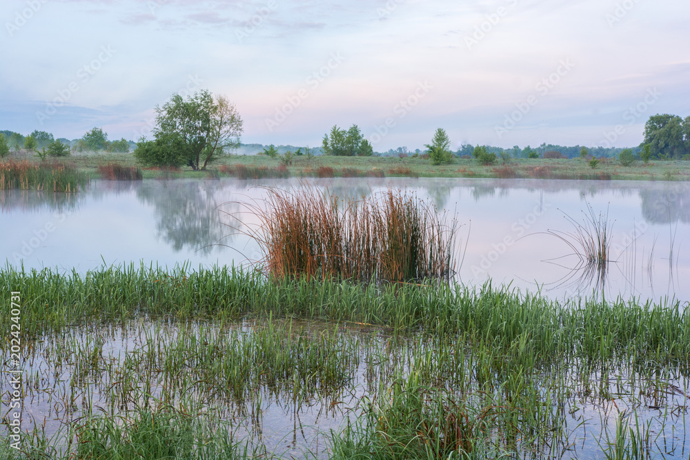 Fototapeta premium lake at dawn with thick reddish reeds in the center, green grass in the foreground, and misty trees