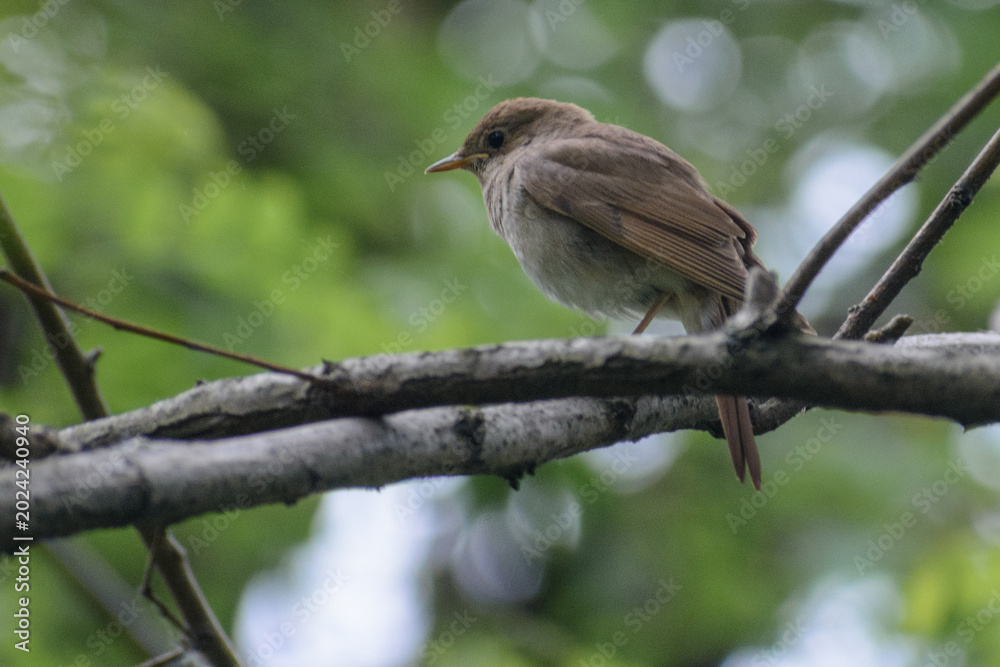 Obraz premium trush nightingale in the forest