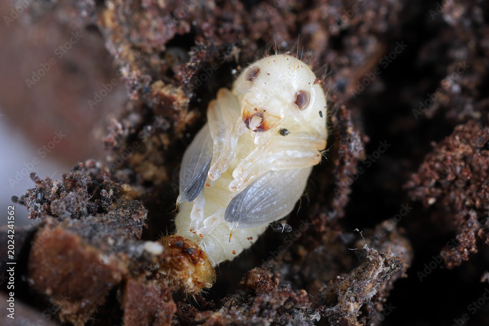 Φωτογραφία Pupa on its back of Coffee bean weevil, Araecerus fasciculatus, Araecerus