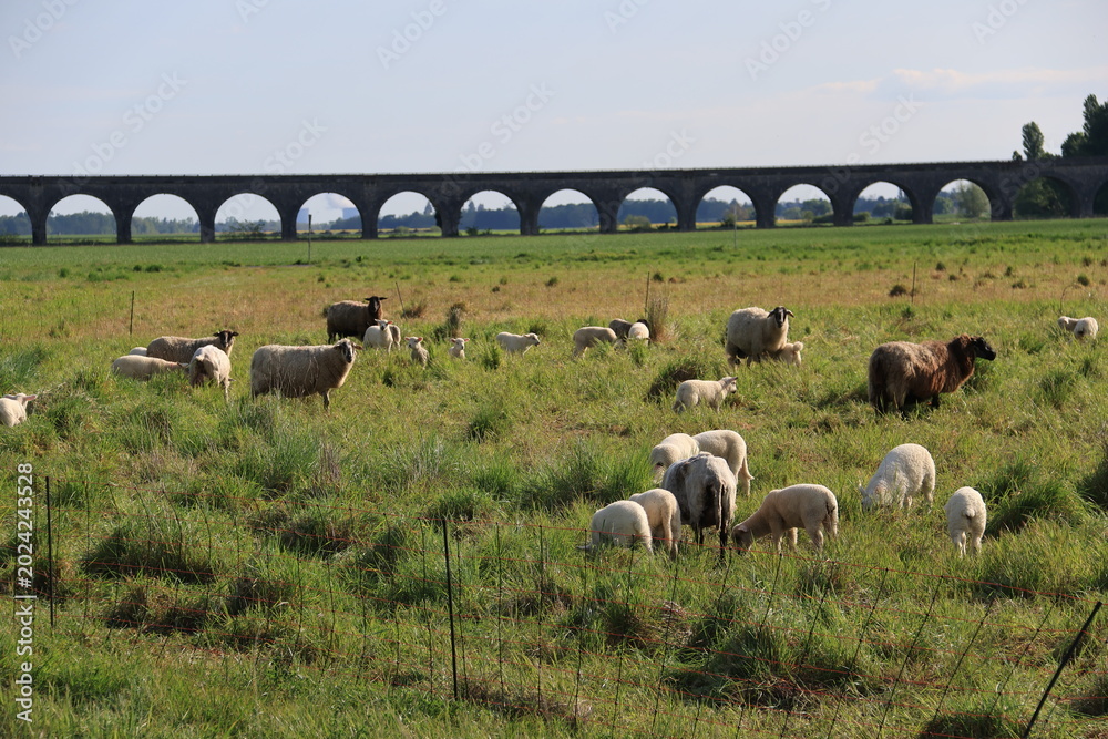 Fotografía Moutons