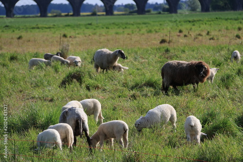 Foto Moutons