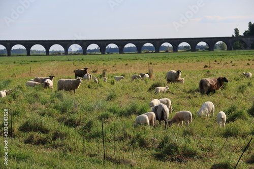 Foto Moutons