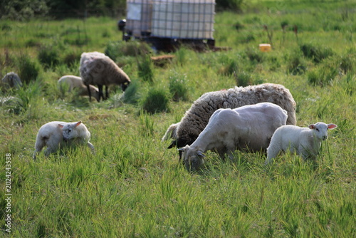 Moutons