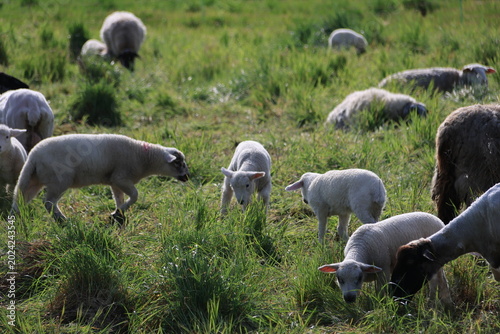 Quadro su tela Moutons