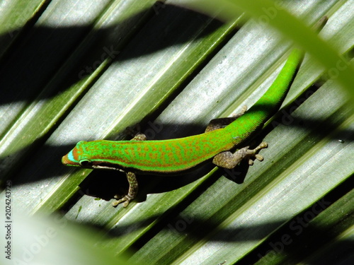 Vibrant green ornate day gecko endemic species of Mauritius in natural environment 