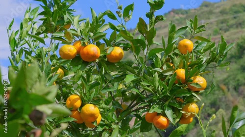 Ripe Oranges Growing on Citrus Trees in Sunny Orchard