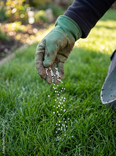 Close up of faceless gloved hand actively scattering fertilizer pellets on fresh green garden lawn.