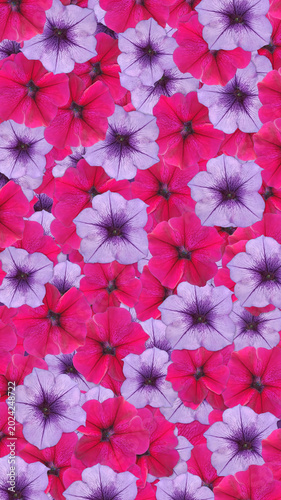 pink and purple flowers background, Grandiflora Petunia pink and purple flowers background.