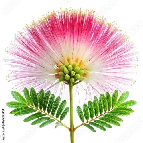 tropical flower isolated on white