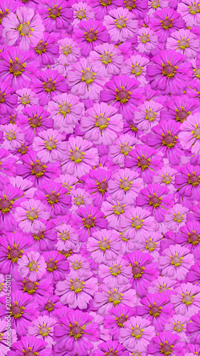 pink flowers background, pink mexican sunflowrs background.