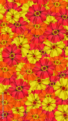 red and yellow flowers background, Mexican Sunflower background
