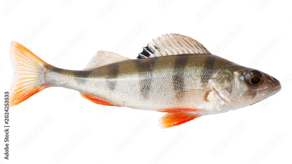 Fototapeta premium A fish with orange and black stripes on its tail