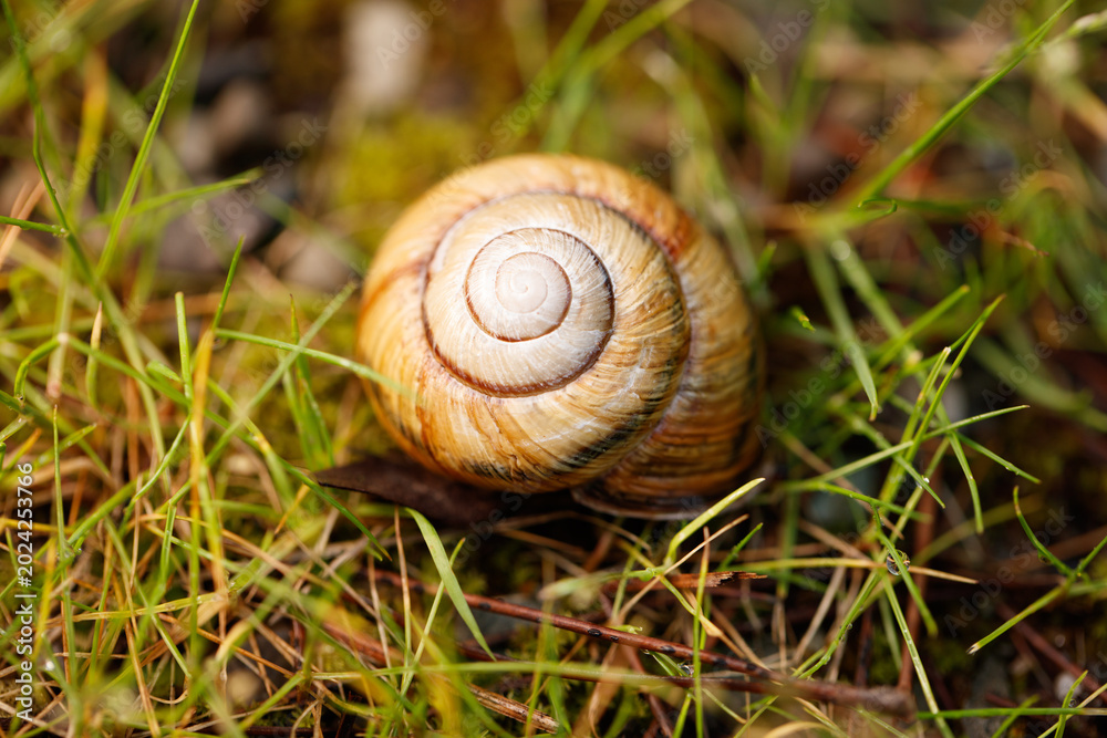 Fototapeta premium Garden snail shell resting on grass with detailed spiral pattern