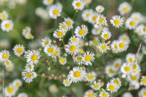 Cuadro en lienzo Annual fleabane (Erigeron annuus) with yellow centers in soft natural light and