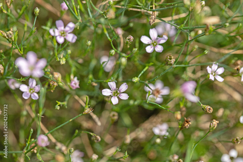 Tableau sur toile Saxifrage pink blossoms (Petrorhagia saxifraga).