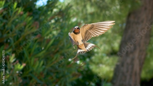 Dancing Swallow