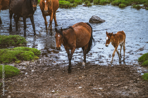 A brown mare and her young foal leading a herd through a muddy water crossing in a rural pasture